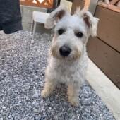 今年の冬は愛犬とどのように過ごすかについてのアンケート
