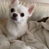 犬のツンデレについてのアンケート