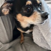 愛犬が飼い主さんのマネをすることについてのアンケート