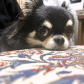 犬の肉球についてのアンケート