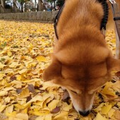 来年は愛犬とどのように過ごしたいかについてのアンケート