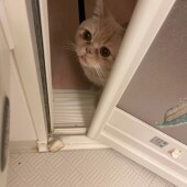 愛猫が噛んだり引っかいたりすることについてアンケート