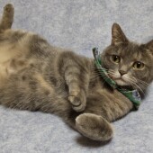 ほかの動物（犬、鳥、うさぎ、ハムスターなど）といっしょに猫を飼うことについてのアンケート