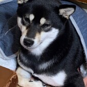 犬のおやつについてのアンケート