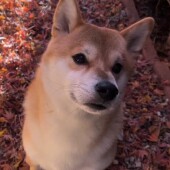 寒い時期の散歩についてのアンケート
