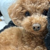 愛犬に朝起こされた経験についてのアンケート