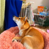 愛犬に好きなにおいはあるかについてのアンケート
