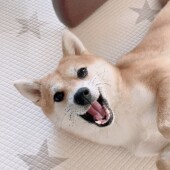 愛犬からの「遊ぼうよ」サインについてのアンケート