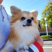 愛犬の寒さ対策についてのアンケート