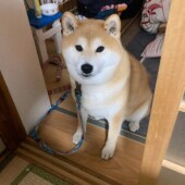冬の愛犬の寝る場所についてのアンケート