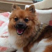 家族間で愛犬の飼育の仕方についての相違についてのアンケート