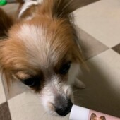 愛犬のイタズラについてのアンケート