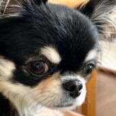 犬の行動に関するアンケートvol.26