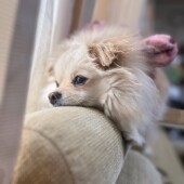 愛犬の定期健診に関するアンケート