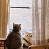 愛猫に噛まれたり引っかかれたりしてつらかった経験についてのアンケート