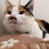 動物病院でみた困った飼い主さんについてのアンケート