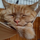 愛猫の老化についてのアンケート