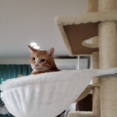 「よくそんな寝方ができるな」と思った愛猫の寝方に関するアンケート