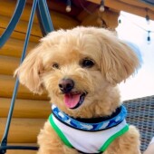 オス犬とメス犬に関するアンケート