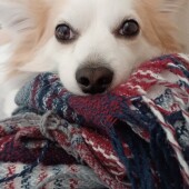 愛犬のテレビ鑑賞に関するアンケート