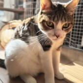 動物病院を受診する際に動画や画像を見せたことがあるかについてアンケート