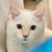 愛猫の人慣れに関するアンケート