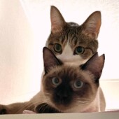 二匹目の猫を後から飼い始めたかたへのアンケート