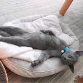 シニア猫を飼育している方に冬場気をつけていることについてアンケート