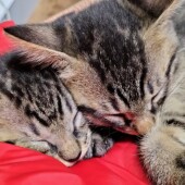 愛猫の家族に対する好き嫌いの違いについてアンケート