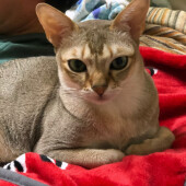 愛猫に嫌われた！と感じた瞬間についてのアンケート