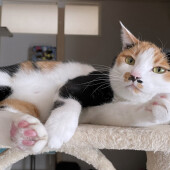 愛猫が言葉を理解していると感じた経験についてのアンケート