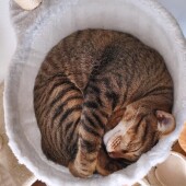 愛猫の名づけに関するアンケート