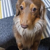 愛犬のことを「健気だな」と感じたことについてアンケート