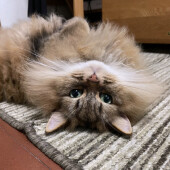 猫といっしょに引っ越したことがあるかたへのアンケート