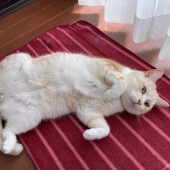 愛猫についての家族のコミュニケーションについて