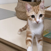 猫を飼っていて一番大変だったことについてアンケート