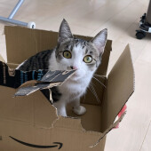 猫が吐く頻度についてアンケート