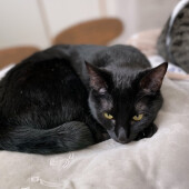 愛猫が自分や家族に「なついていない」と感じることがあるかについてアンケート