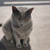 愛猫が嫉妬していると感じることがあるかについてアンケート