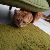 愛猫に感謝されたことがあるかについてアンケート