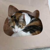 猫の毛柄の魅力についてアンケート