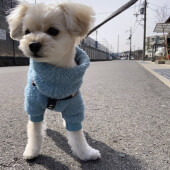 愛犬が嫌がる意外なものに関するアンケート