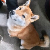 愛犬との宿利用についてアンケート