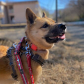 愛犬との楽しい旅の思い出についてアンケート