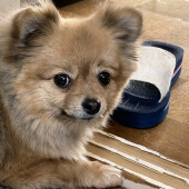 愛犬が寄り添ってくれた経験についてアンケート