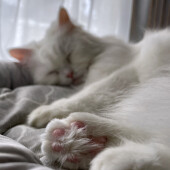 猫の病気や介護についてのアンケート