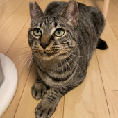 猫の飼育にかかる費用の値上がりについてアンケート