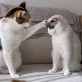 愛猫との出会いについてアンケート