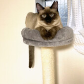 猫の飼育を人にすすめたいかについてアンケート