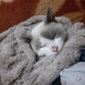 猫を飼ってみて驚いたことについてアンケート